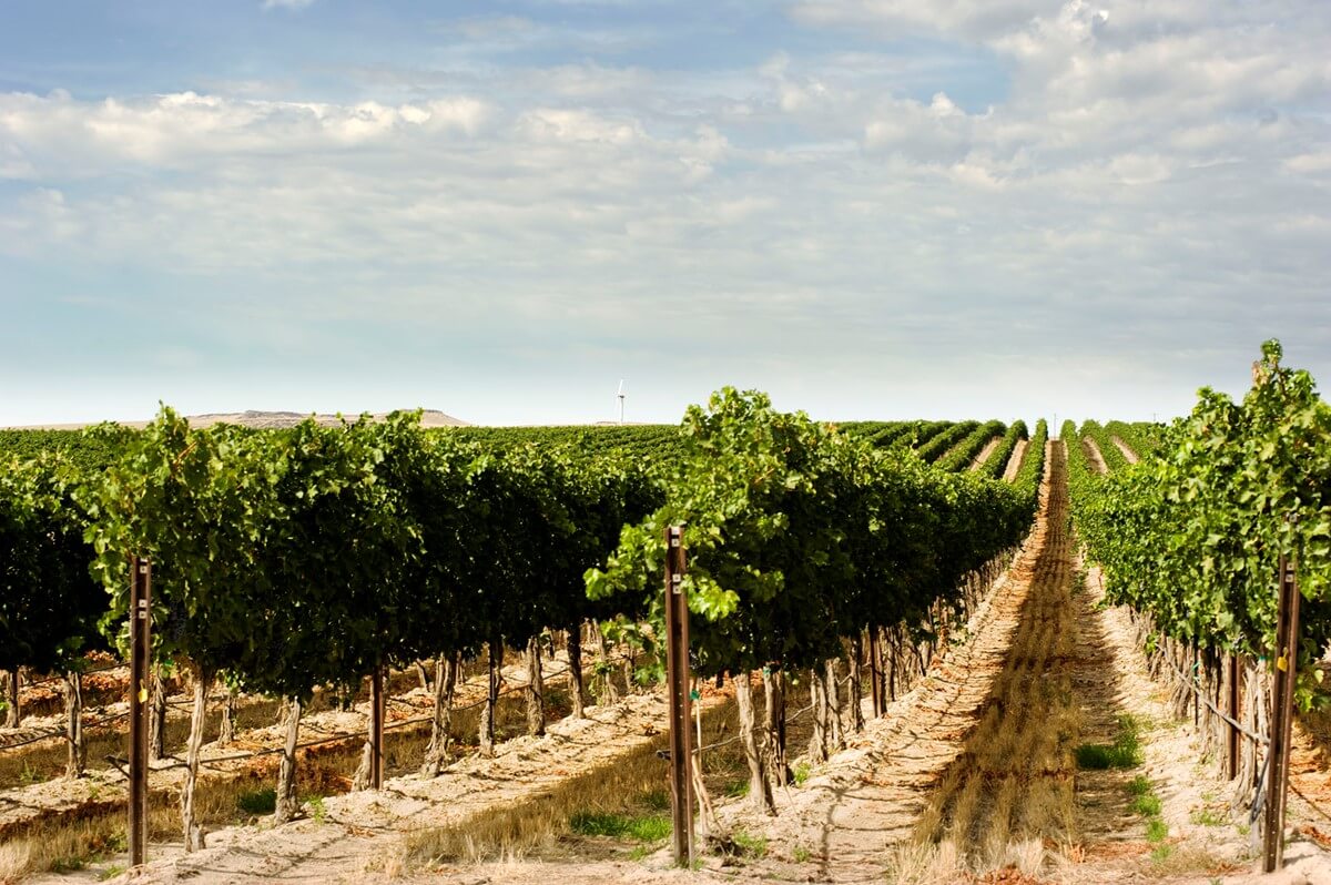 Home Rows of grape vines in a field